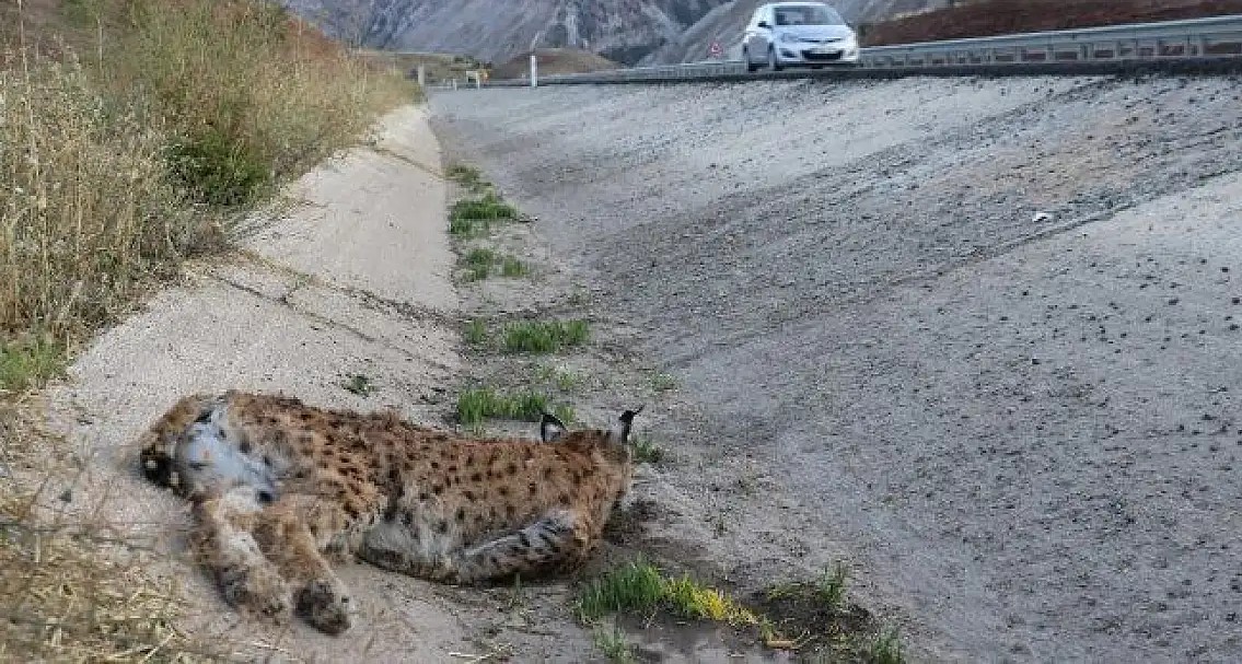 Sivas’ta Otomobilin Çarptığı Vaşak Öldü