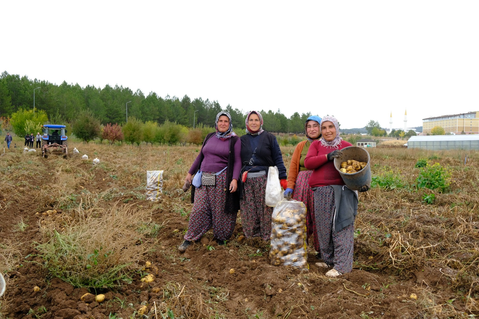 Sivas Cumhuriyet Üniversitesi’nde Patates Hasadı Başladı