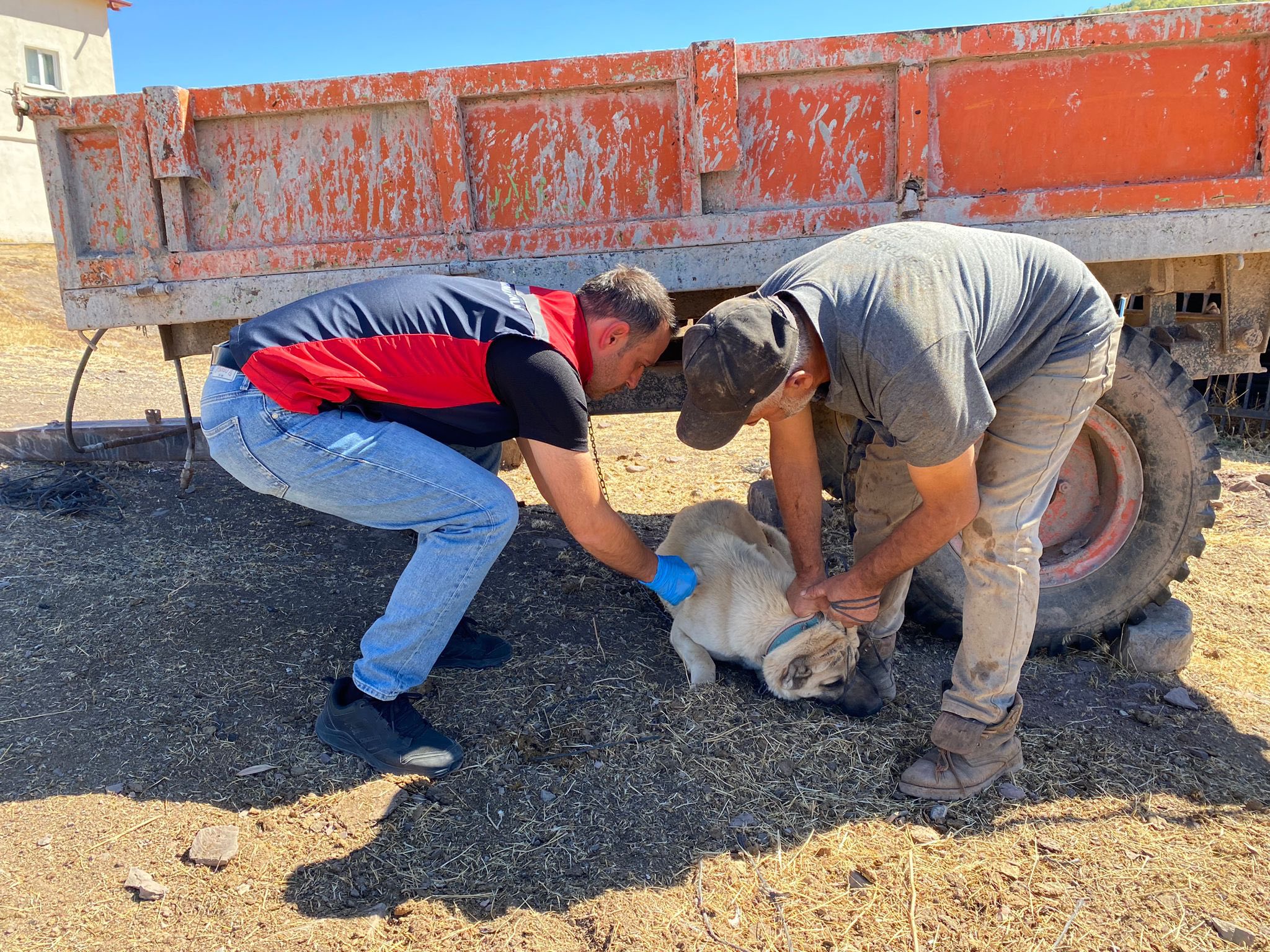 Sivas’ta Sahipli Hayvanlar İçin Kuduz Aşısı ve Mikroçip Uygulaması Devam Ediyor