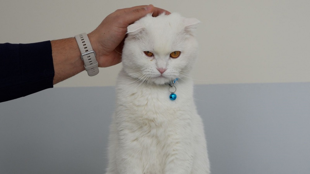 Cumhuriyet Üniversitesi Veteriner Fakültesi Hayvan Hastanesi Acil Kliniği Hizmetlerini Sürdürüyor