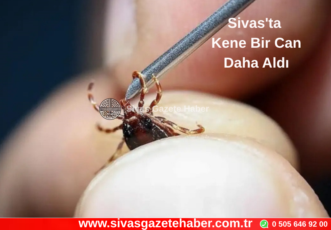 Sivas’ta Kene Bir Can Daha Aldı